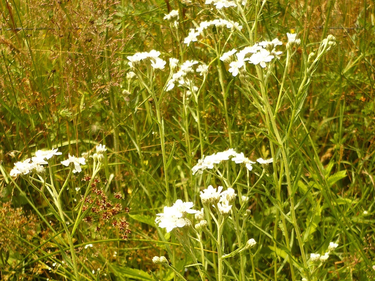Achillea ptarmica subsp. ptarmica (Asteraceae)